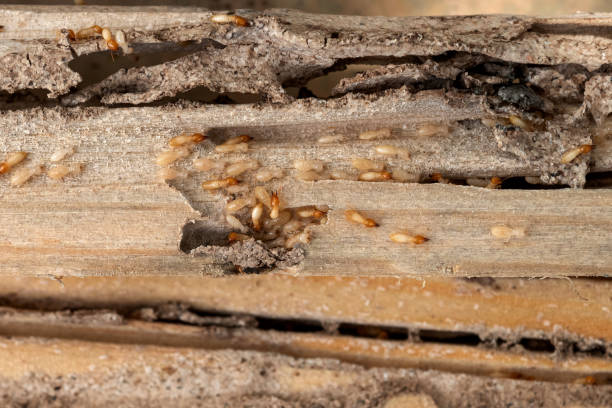 Best Wasp Removal Services  in Blue Mound, TX