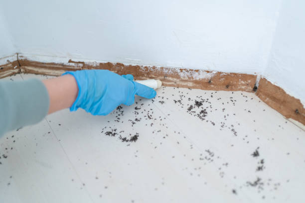 Best Pest Removal Services  in Blue Mound, TX